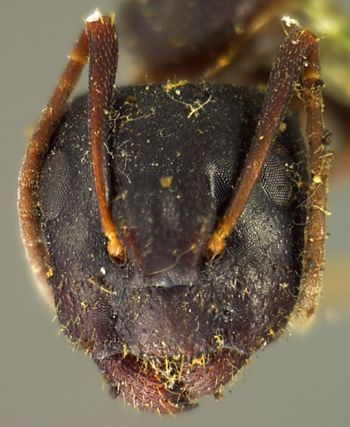 Media type: image; Entomology 29539   Aspect: head frontal view